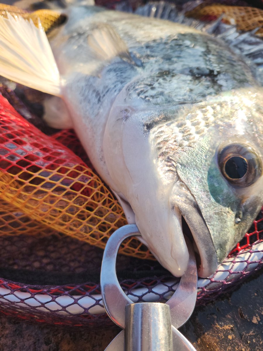 ツヨっさん tweet media