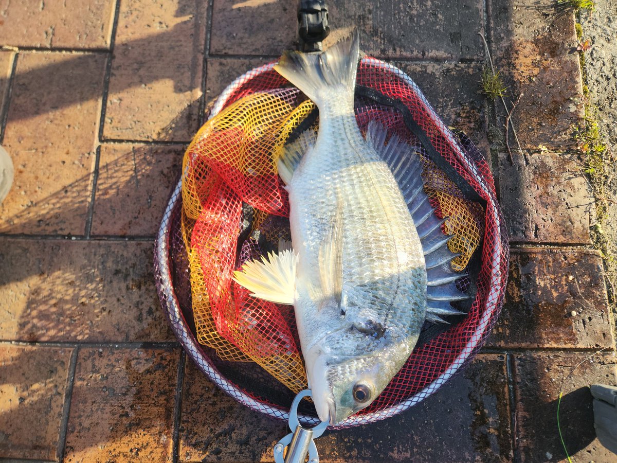 ツヨっさん tweet media