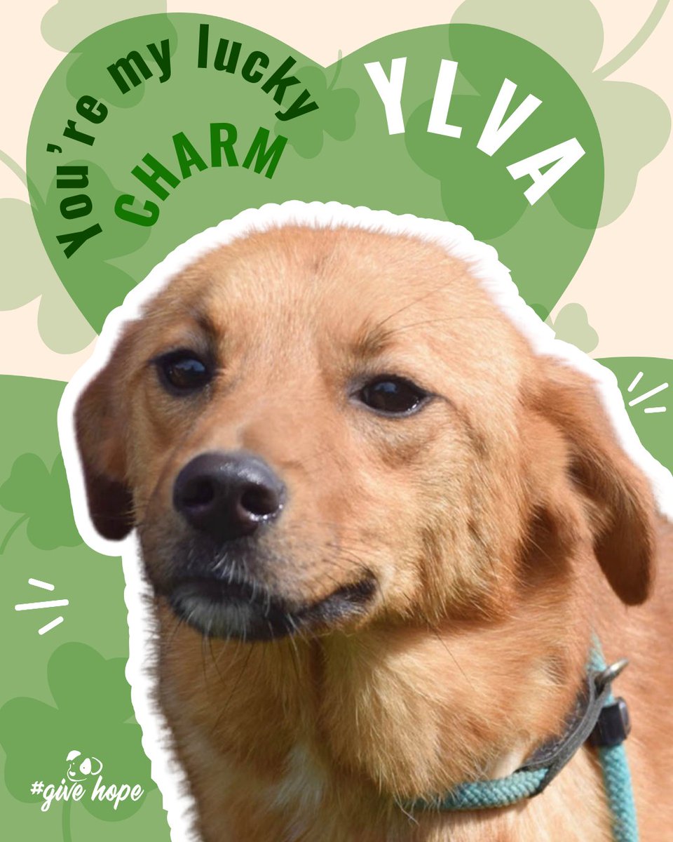 ROLDA Org tweet media