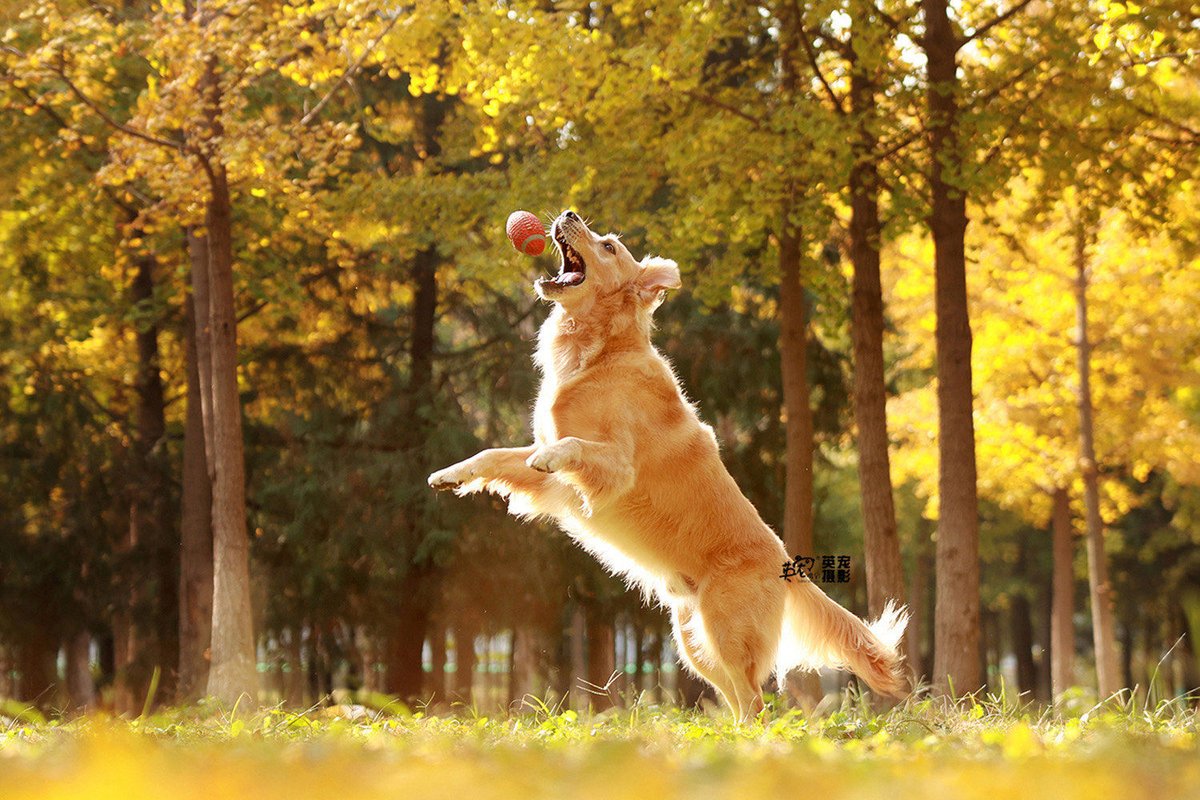 steven leib tweet media