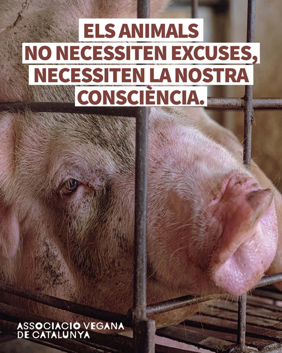 Cada dia milions d’animals neixen amb el seu destí decidit. No és necessitat, és costum. 

Si podem viure sense matar-los, per què ho continuem fent?

No falten excuses. Falta consciència. #associacioveganacatalunya
<a href="/WeAnimals/">We Animals</a>