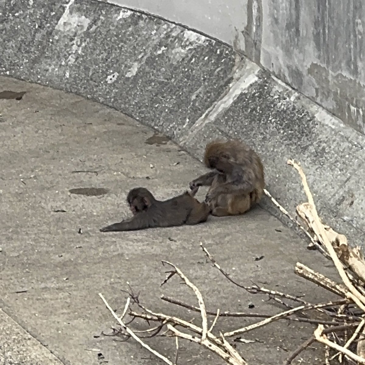 mkmr318's tweet photo. 今日はじめて念願の
パンチくんに会いに行けました🐒💗
お友達と仲良く過ごせている姿を
沢山見れてとっても嬉しかった😭🫶
もっともっと猿山に馴染めますように！！
パンチくんかわいすぎた🥹
#がんばれパンチ #市川市動植物園 https://t.co/0f7RsHpSVj