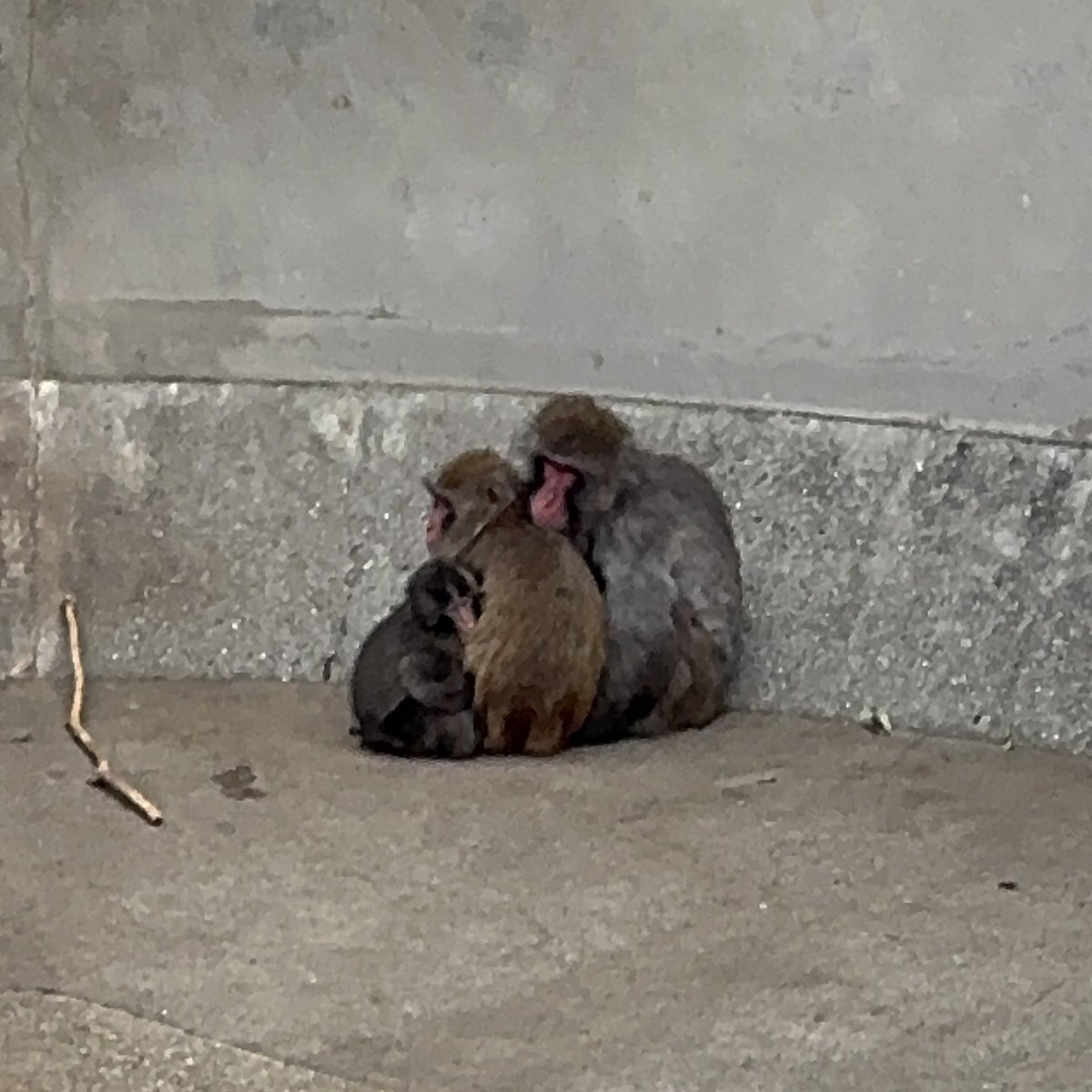 mkmr318's tweet photo. 今日はじめて念願の
パンチくんに会いに行けました🐒💗
お友達と仲良く過ごせている姿を
沢山見れてとっても嬉しかった😭🫶
もっともっと猿山に馴染めますように！！
パンチくんかわいすぎた🥹
#がんばれパンチ #市川市動植物園 https://t.co/0f7RsHpSVj
