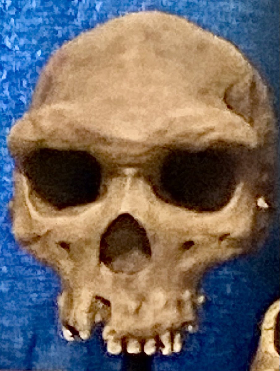 Loren Coleman tweet media