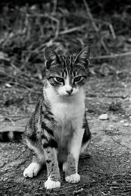 Nick Surbakti tweet media