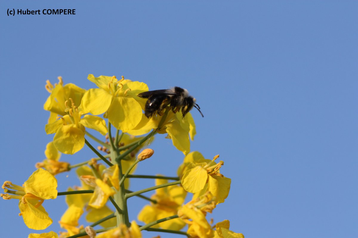 hub_observateur tweet media