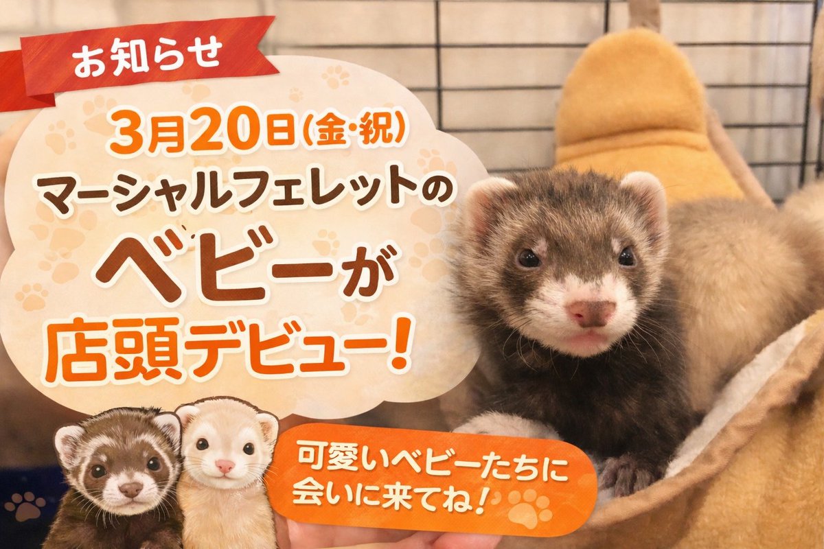 フェレット専門店フェレットリンク tweet media