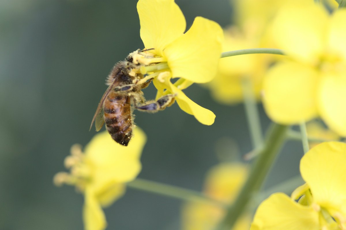 hub_observateur tweet media