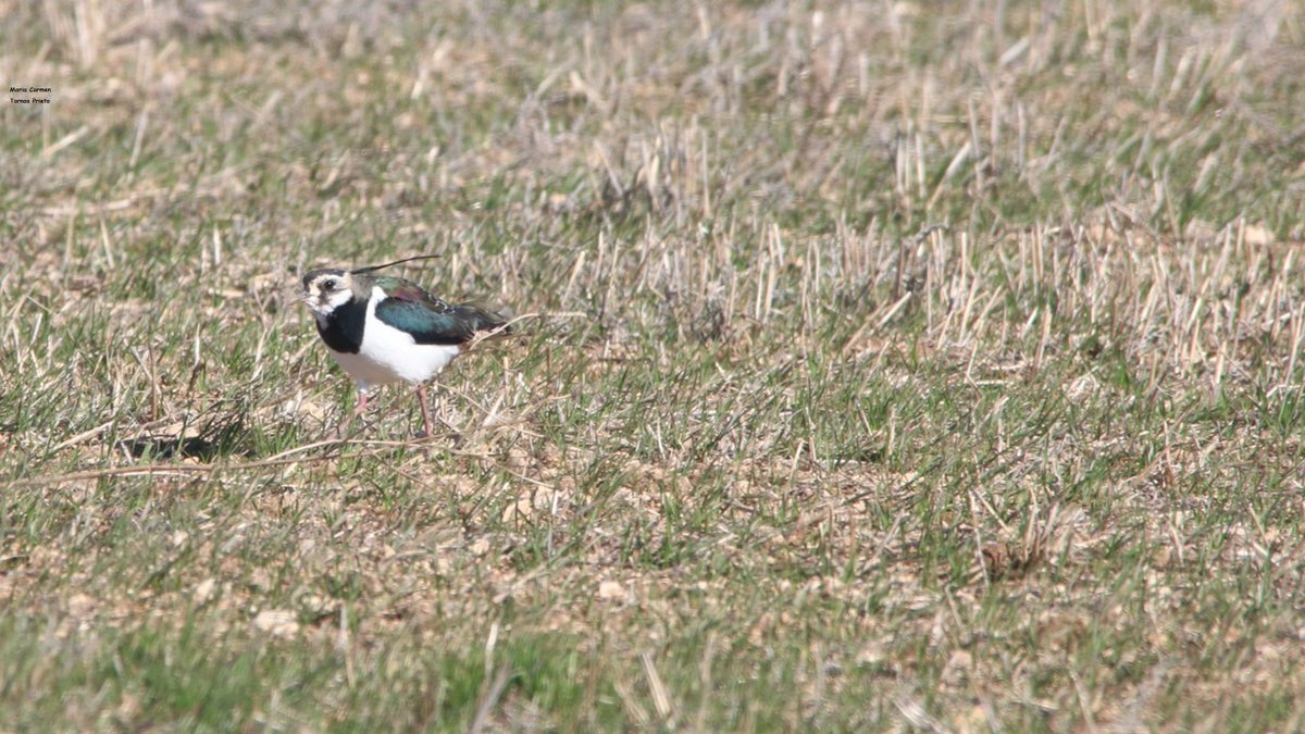Temperatura 🌡 a las 7h  -2.2°
Temperatura 🌡 a las 8h  -0.9°
Temperatura 🌡 a las 9h  4.8°
Buen y feliz día para todos.
Martes 17 de marzo
#lagunaDeGallocanta #avefria