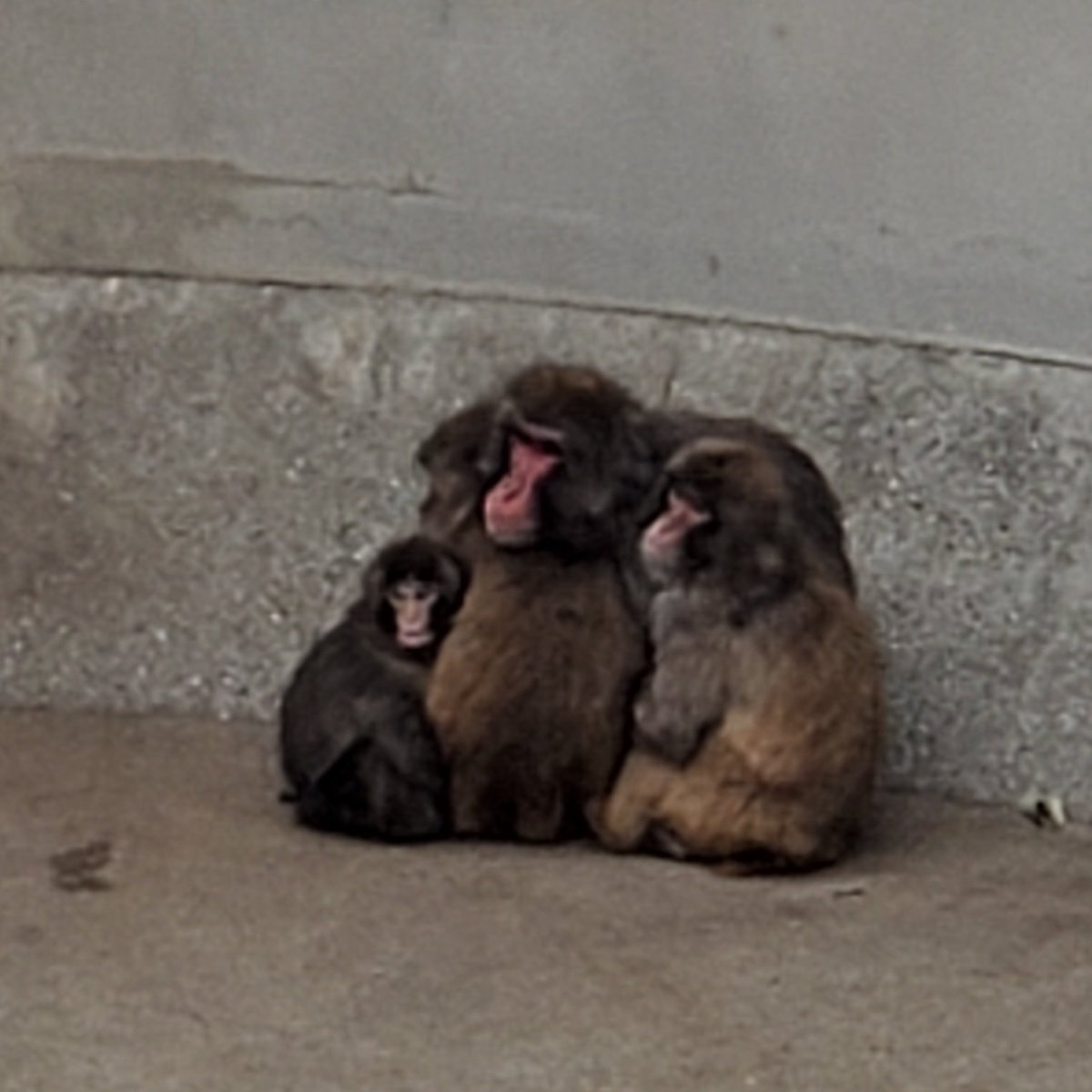 パンチくん 寒くて 4匹で、さる団子🐒🐒🐒🐒 他のお猿さんと ずいぶん仲良くなってました‼️ マナーを守って 最前列はしゃがんで見る そして ...