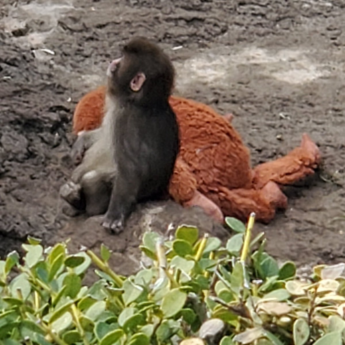 パンチくん 寒くて 4匹で、さる団子🐒🐒🐒🐒 他のお猿さんと ずいぶん仲良くなってました‼️ マナーを守って 最前列はしゃがんで見る そして ...