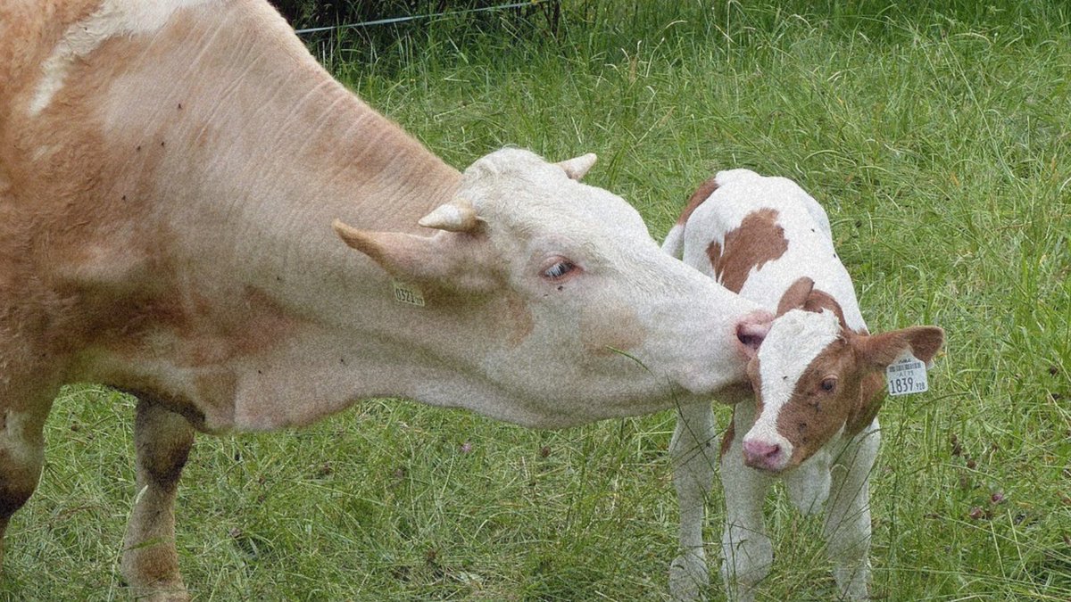 Ministerio de Agricultura, Pesca y Alimentación tweet media
