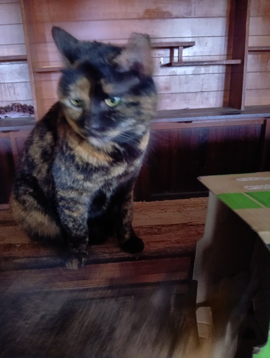 imaricatvillage's tweet photo. 今週土曜日はにゃんにゃん教育委員会です。
新作を沢山ご用意下さっているねこのてソーイングさん@NEKONOTESEWINGからはワインの差し入れを頂いてます。
DMでもご予約受け付けております。
まだ1歳なのに巨体のちち君とサビ猫らびちゃんがお出迎えします。
是非お立ち寄り下さい！ https://t.co/950lMmb8RF