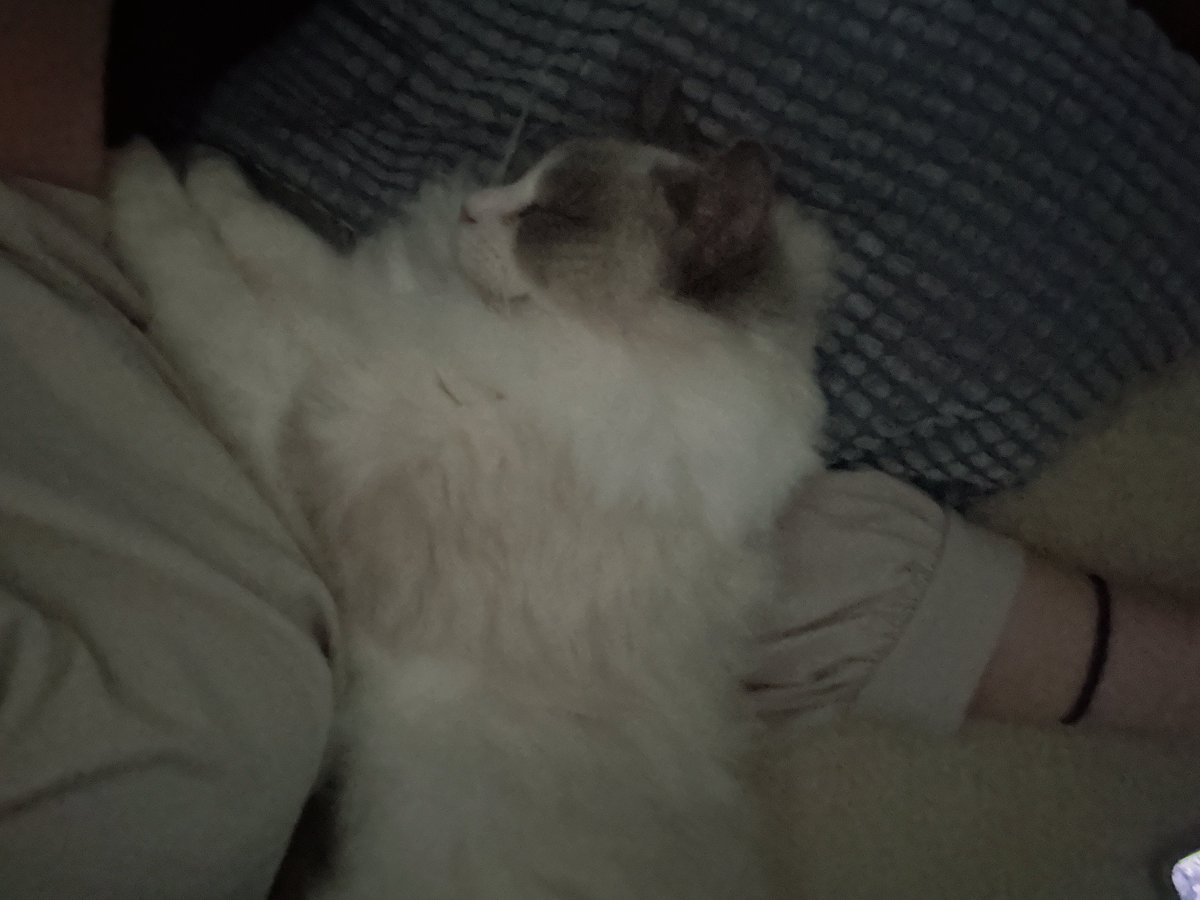 でーもんにゃん tweet media