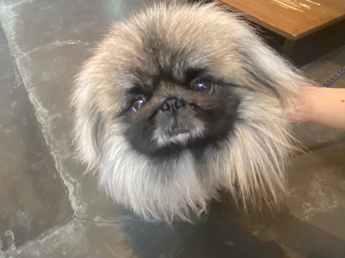 こま🌙犬吸いたい tweet media