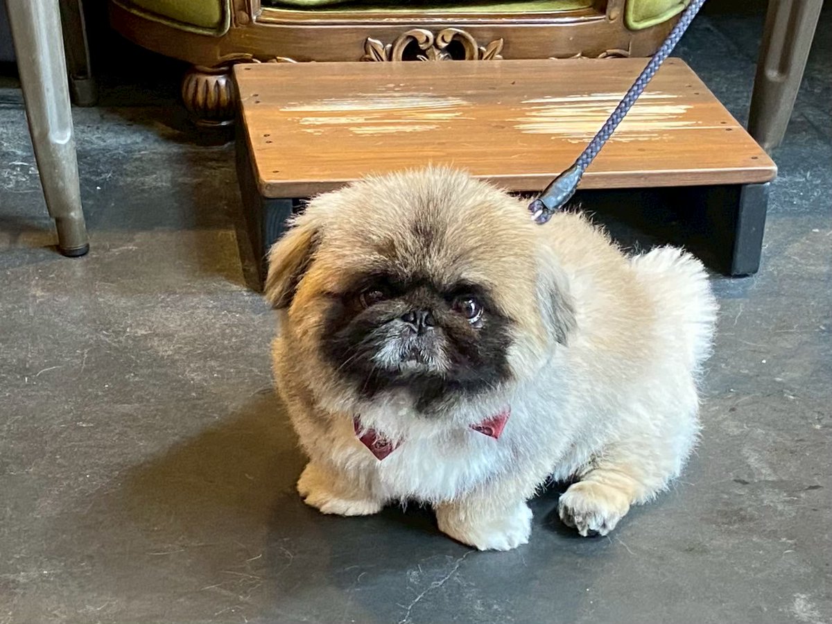 こま🌙犬吸いたい tweet media