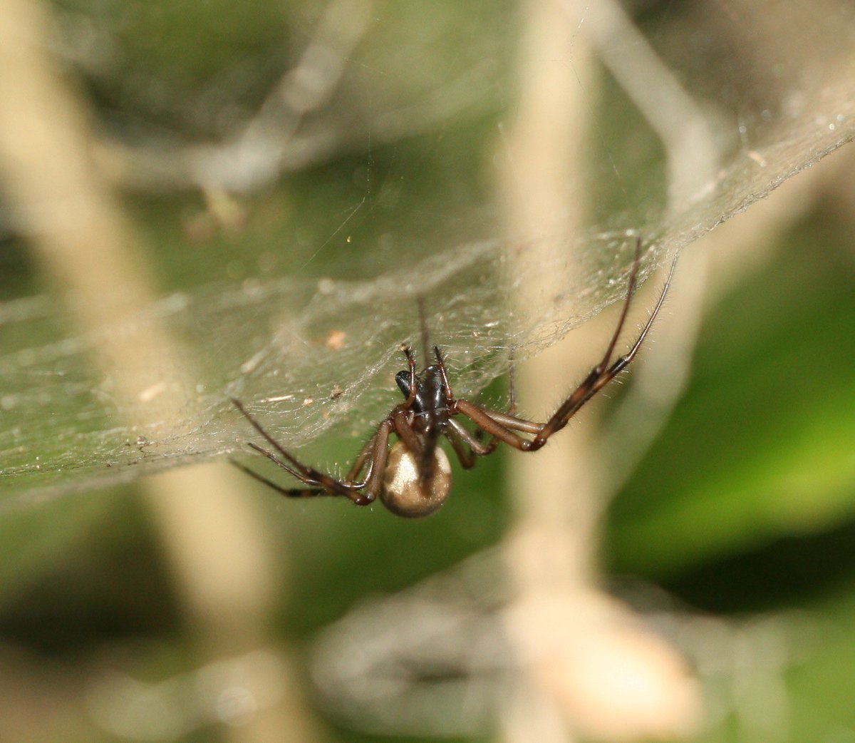 entophile's tweet photo. Not sure, but I think this was an Orsonwelles spider. Taken in 2009, Lualualei Valley, Oahu. https://t.co/nhhzCq4JIg