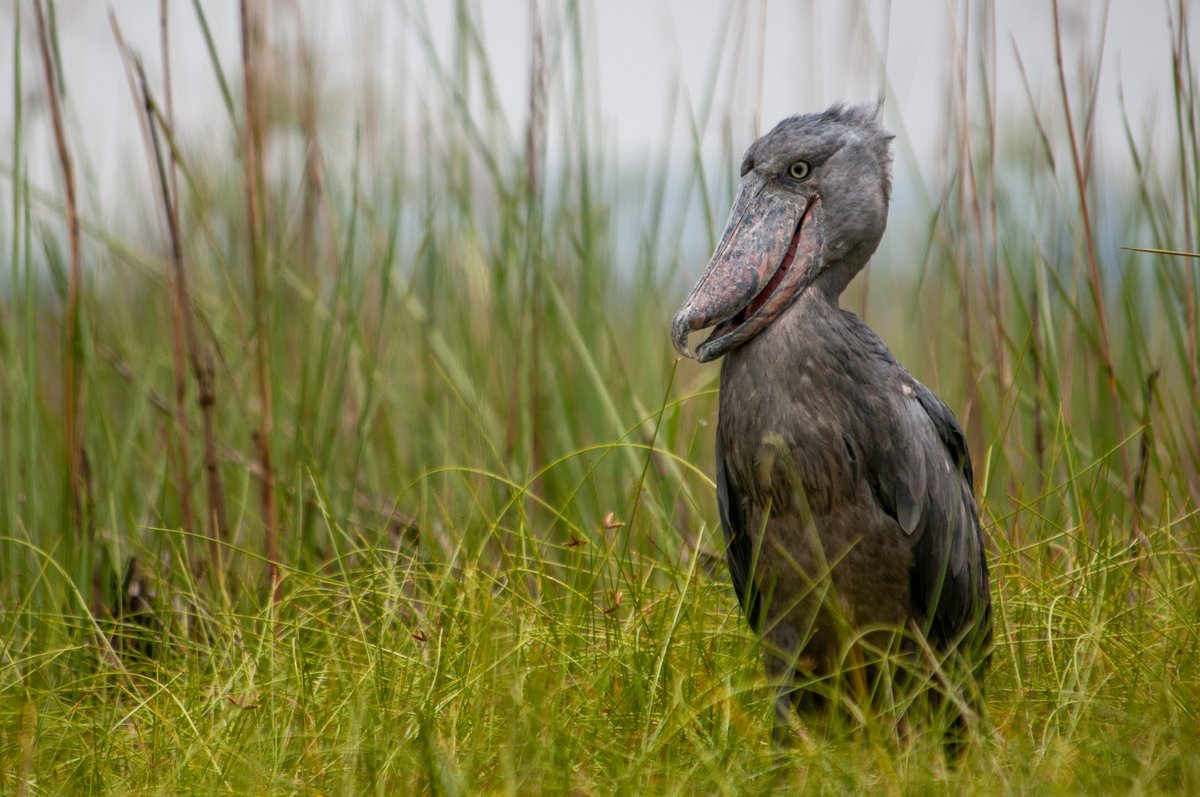 paulobuna's tweet photo. Birds Of Mabamba Swamp

Shoebill (Balaeniceps rex) - Species No 332

A special thanks to Guide Joseph and boat captain Nasser 🙌🙌🙌

#BirdsOfRongaiOnTheRoad #Birding #BirdsSeenIn2026 #MabambaSwamp #BirdsOfUganda #Shoebill #BirdWatching #Birds #BirdsOfAfrica #ExploreUganda https://t.co/vYJVSvETUP