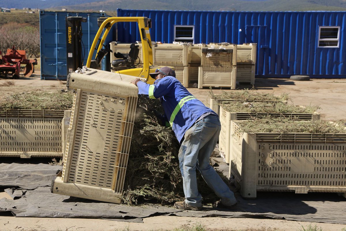 ecdc_developec's tweet photo. The Eastern Cape Development Corporation (ECDC) has played a key role in this journey, providing export training, market access, and trade exposure.

Learn more: https://t.co/cVvhqGyrx5

#QoboQoboEssentialOils
#ExportDevelopment
#ECDCExportPromotion https://t.co/sFOiZznNss