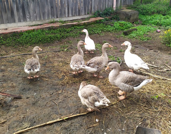 Kenyan Facts 🇰🇪 tweet media