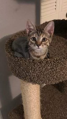 CalistoPad's tweet image. Code is my kingdom, and I'm the benevolent dictator but don't tell anyone the true ruler is my coffee mug