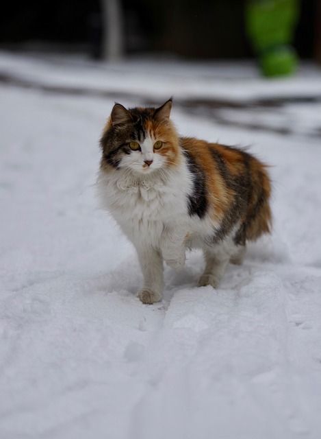 Brad Hanson tweet media