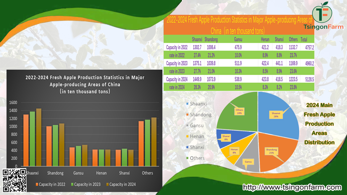 chrisjiachina's tweet image. China #Tsinonfarm, not only #fruits farming, but also professional packing and #exporting. #Share useful #data #analysis of China #Fresh #Apples #Productions and Exports in these recently years. (2)： 2022-2024 fresh apples production statistics in major apple-producing areas.