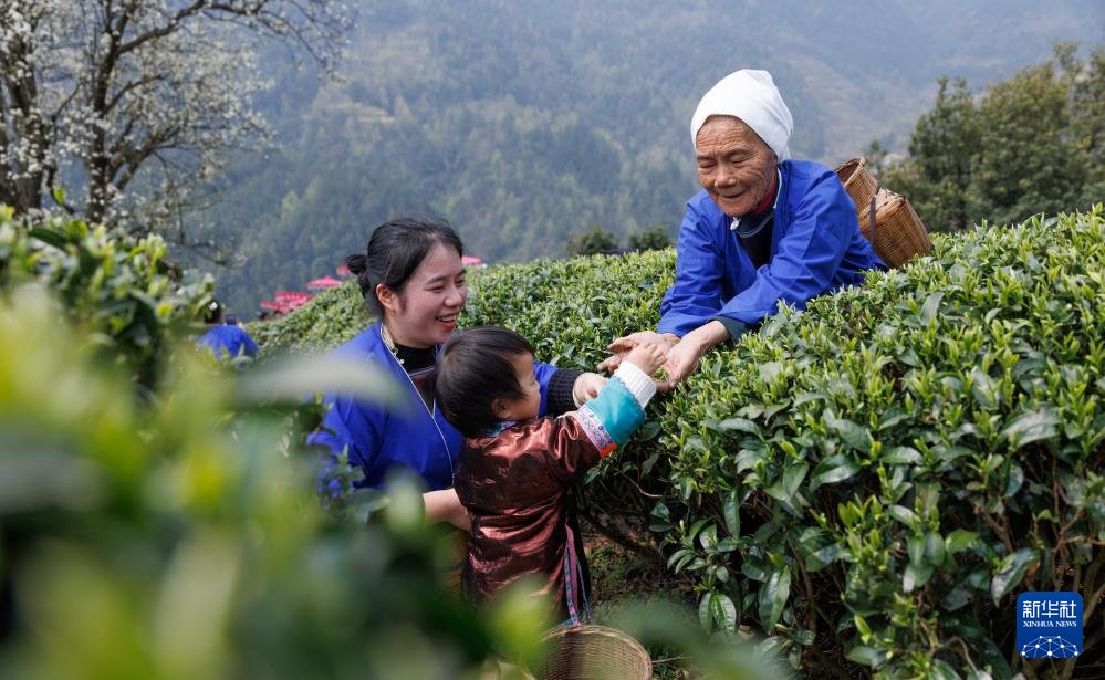 PDChinese's tweet photo. 【春茶採摘忙】近日，中國各地茶樹春芽萌發，茶農忙著採摘茶葉供應市場。 https://t.co/Kqw6TS9ehE