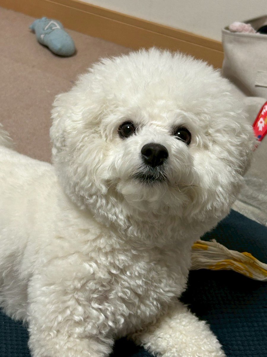 whiteDOGchan's tweet photo. むん https://t.co/gyWypIlmzp