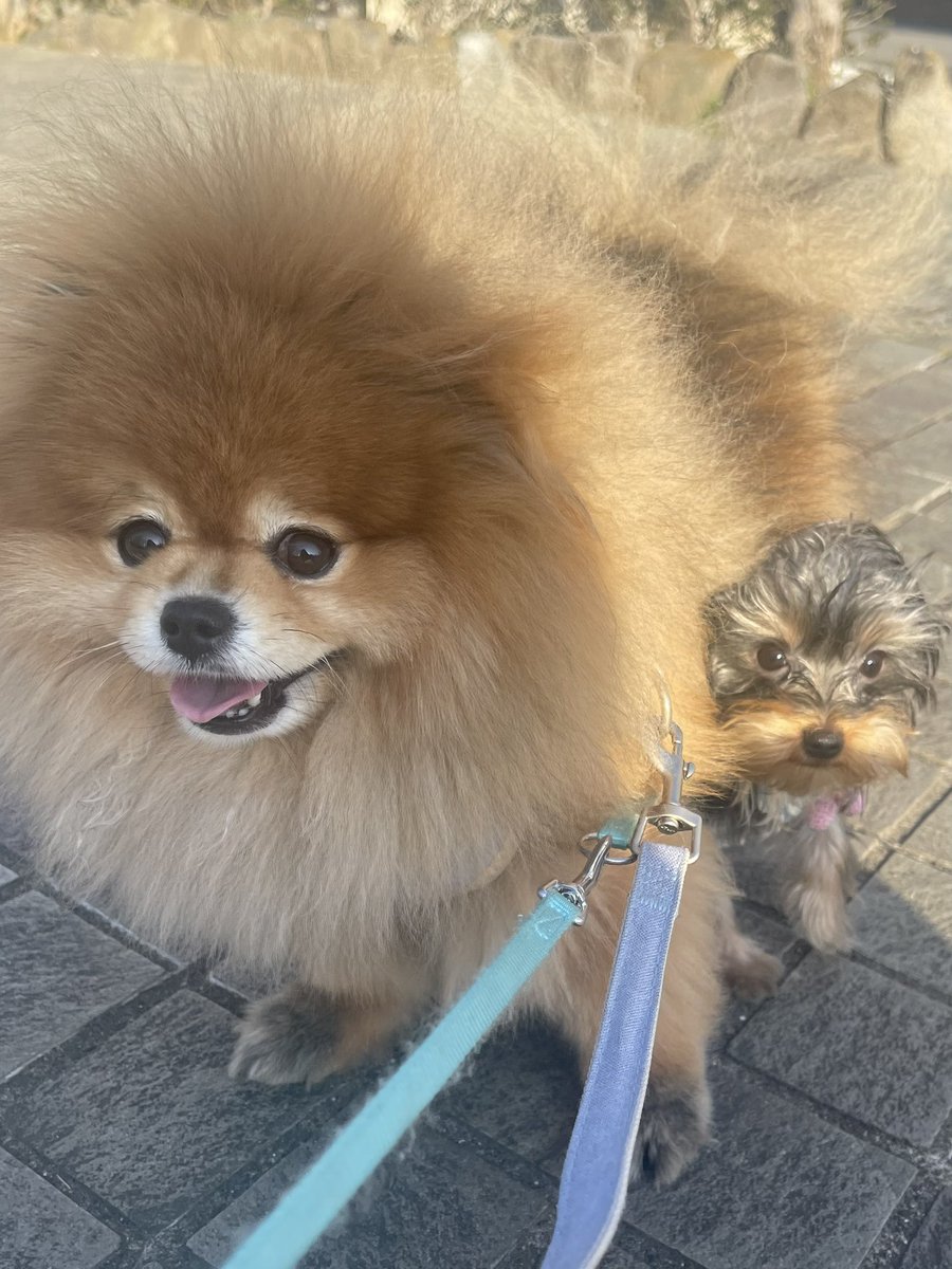 mikan_an's tweet photo. お散歩デビューしました✨🐶

#ヨーキー
#ヨークシャーテリア https://t.co/NkPekKJ8td
