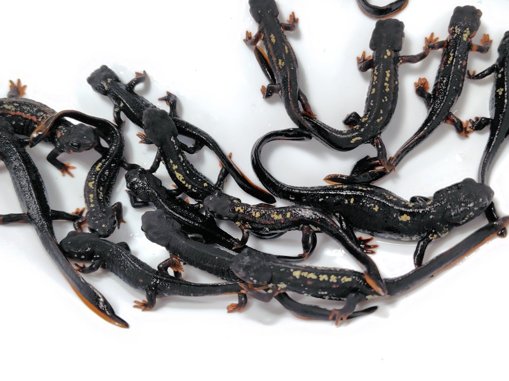 AQUA FORTUNE tweet media