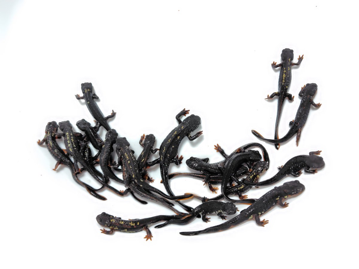 AQUA FORTUNE tweet media