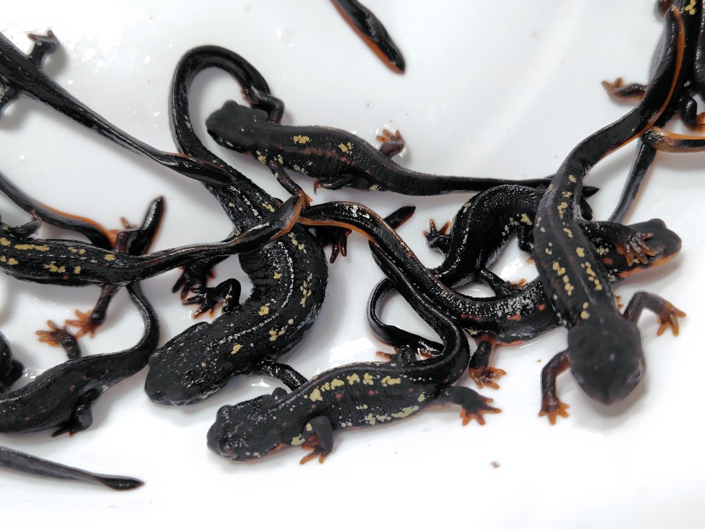 AQUA FORTUNE tweet media