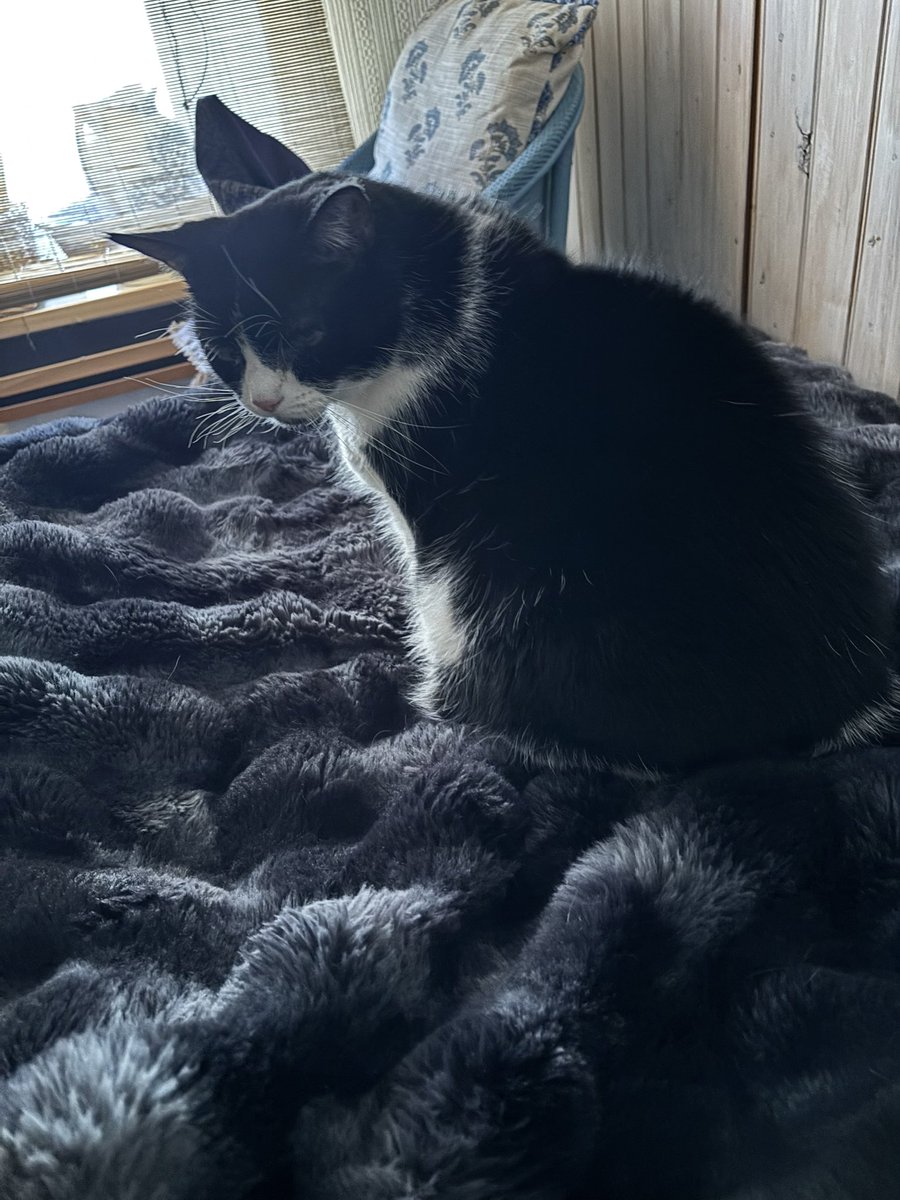 Knighton Museum - Amgueddfa Tref-y-Clawdd tweet media