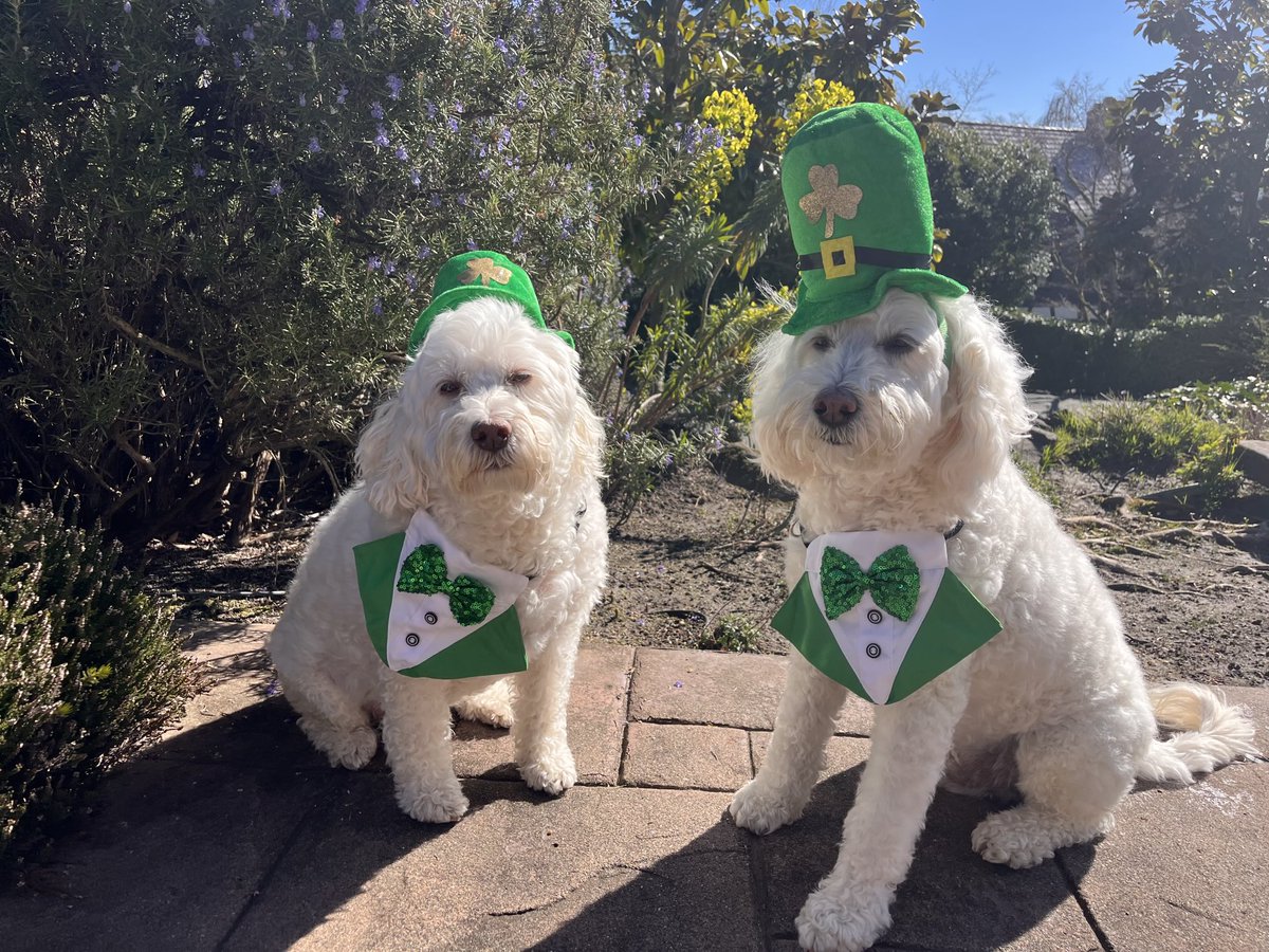 Happy St. Patrick’s Day!☘️ 🍀