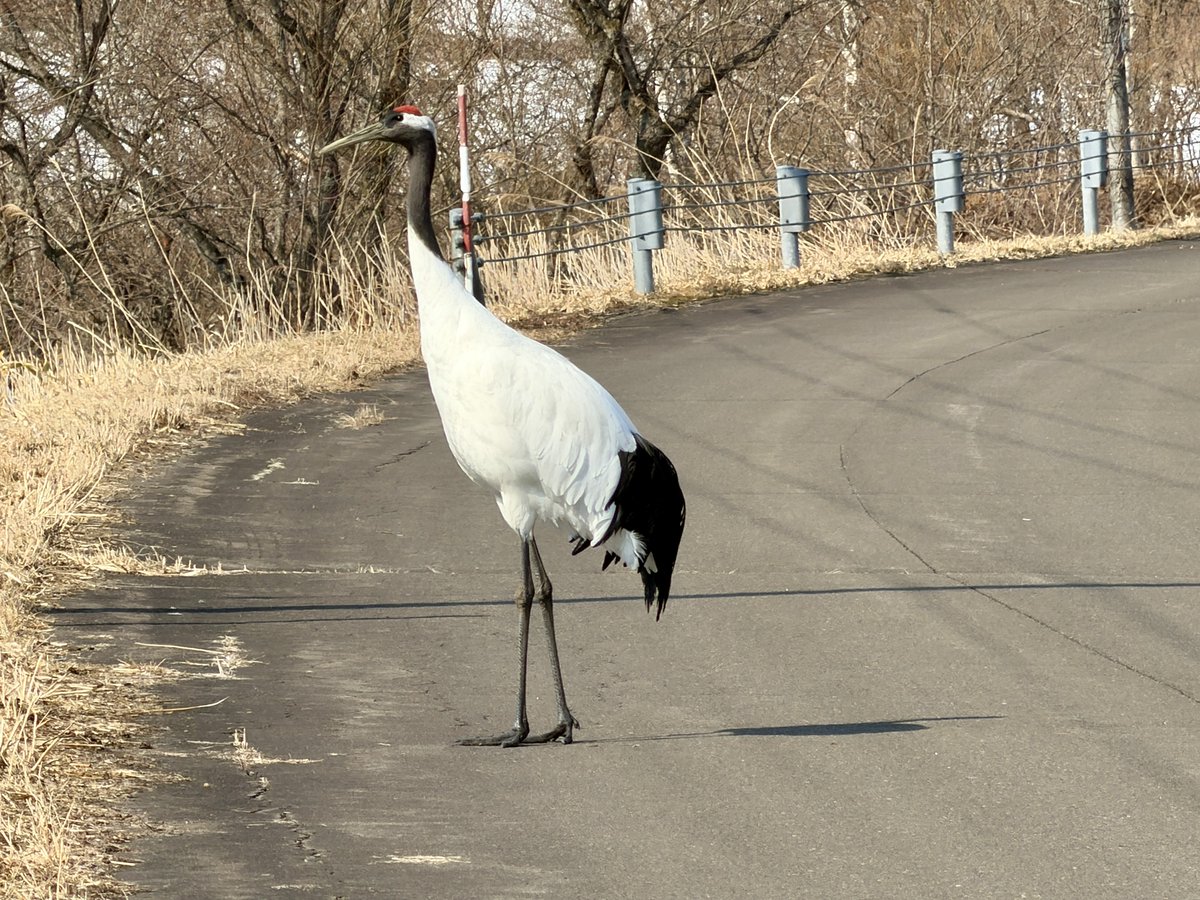 herokey turkay tweet media