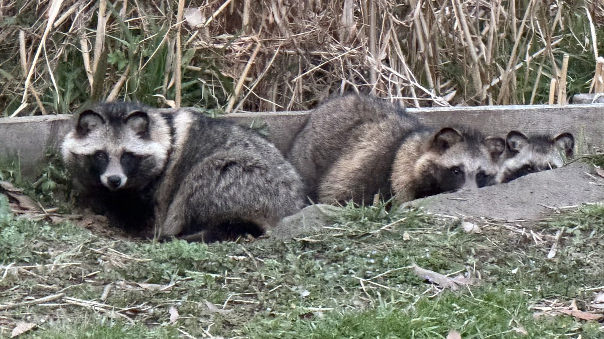 笹梛リア(ささなりあ)＠VTuber的ななにか tweet media
