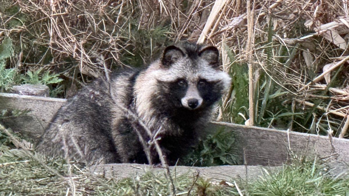 笹梛リア(ささなりあ)＠VTuber的ななにか tweet media