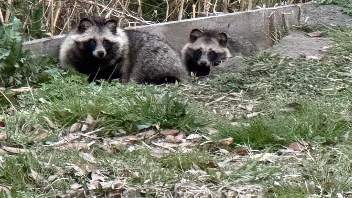 笹梛リア(ささなりあ)＠VTuber的ななにか tweet media