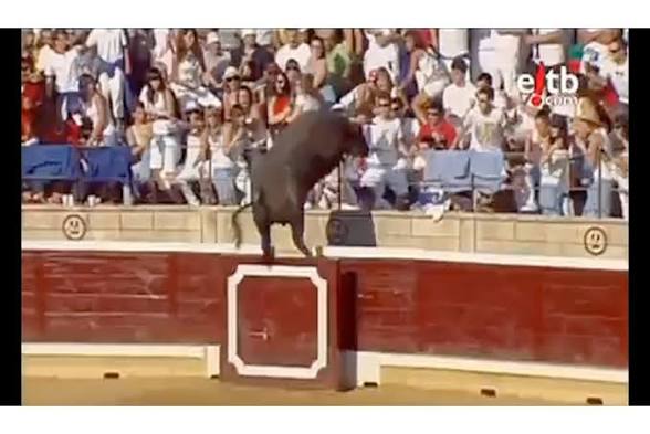 I'm not a cat tweet media