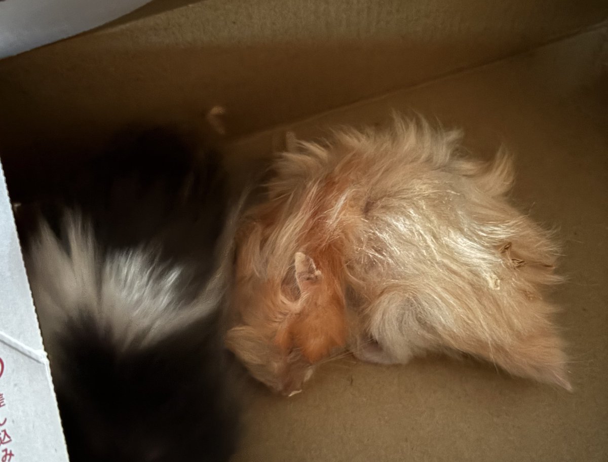 ぽんてぁ！ tweet media