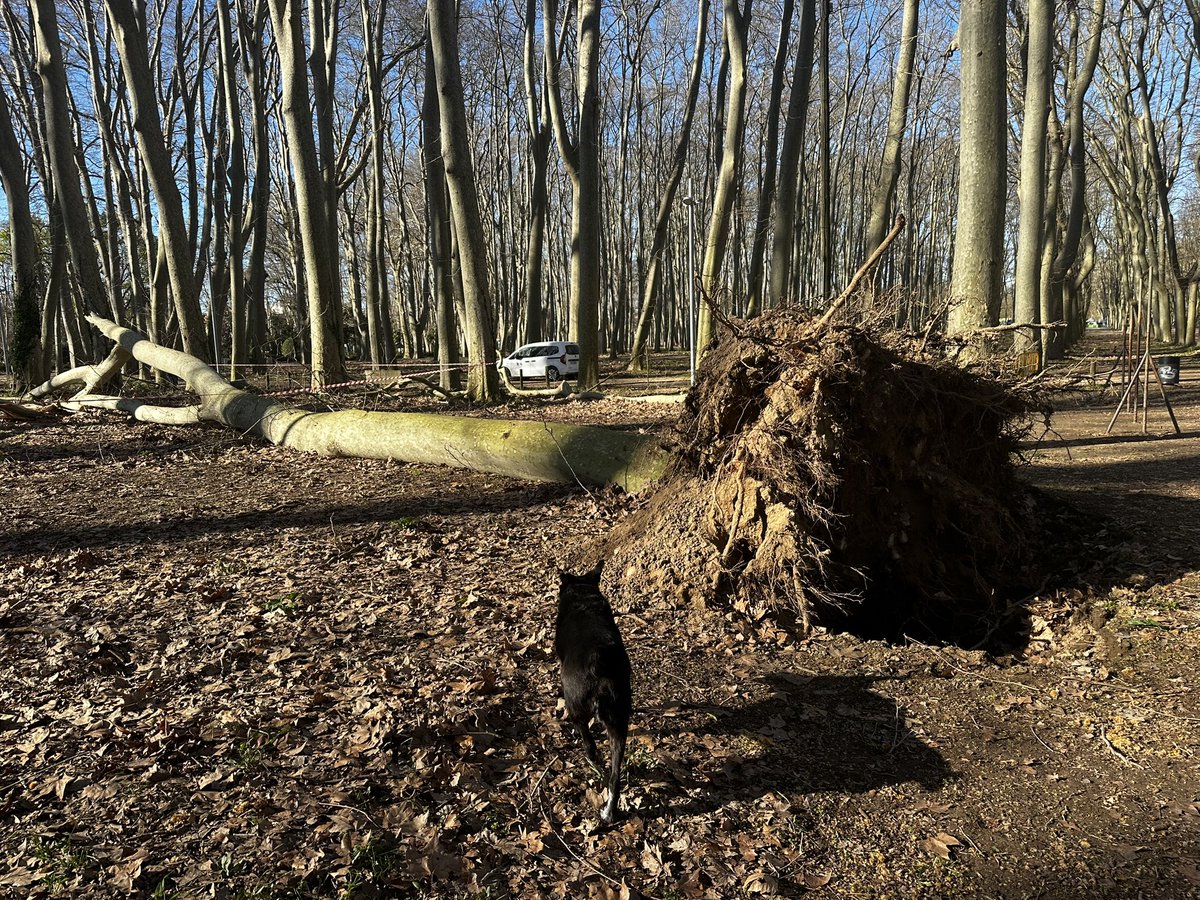 Lluís Regincós tweet media