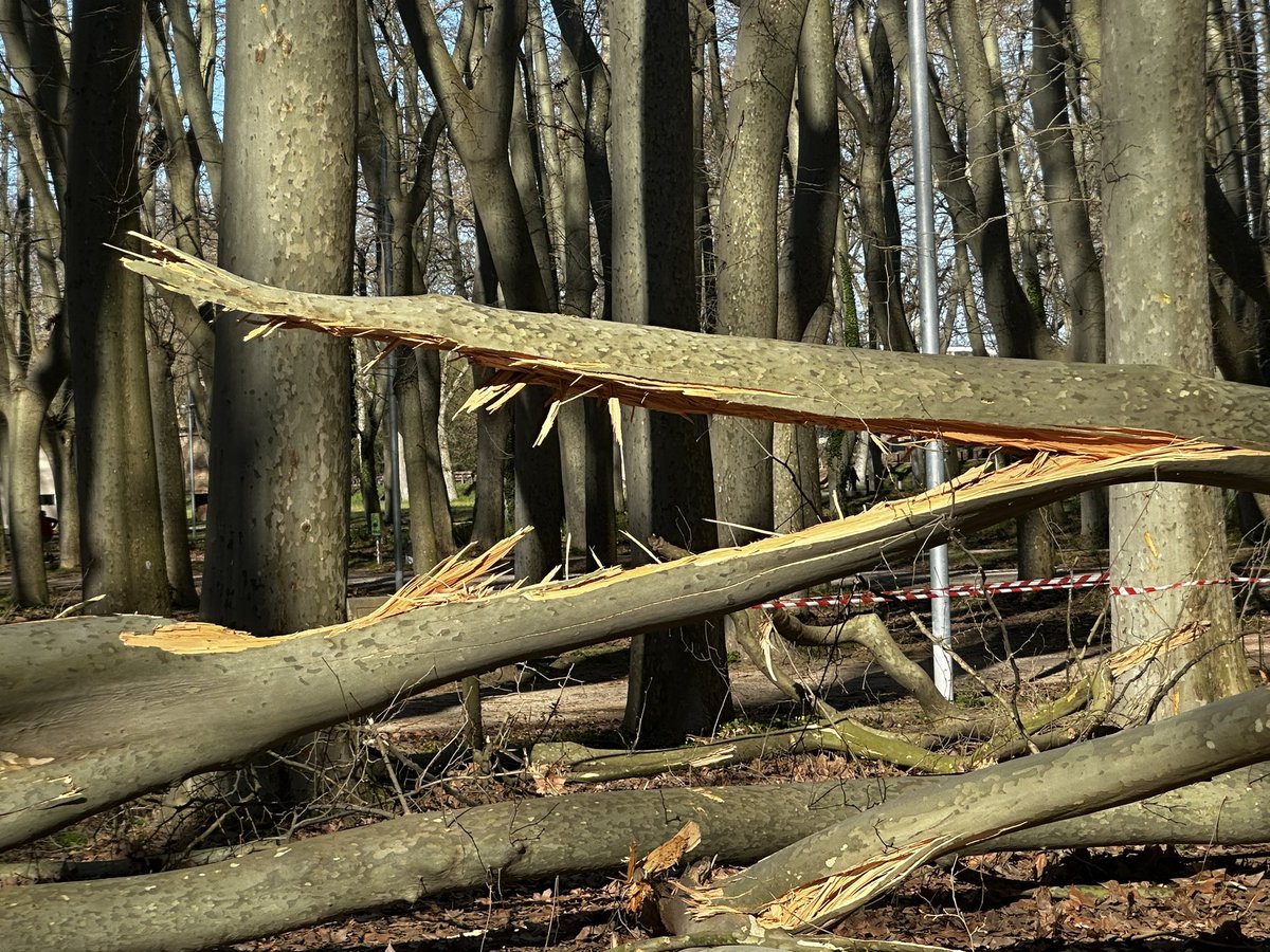 Lluís Regincós tweet media