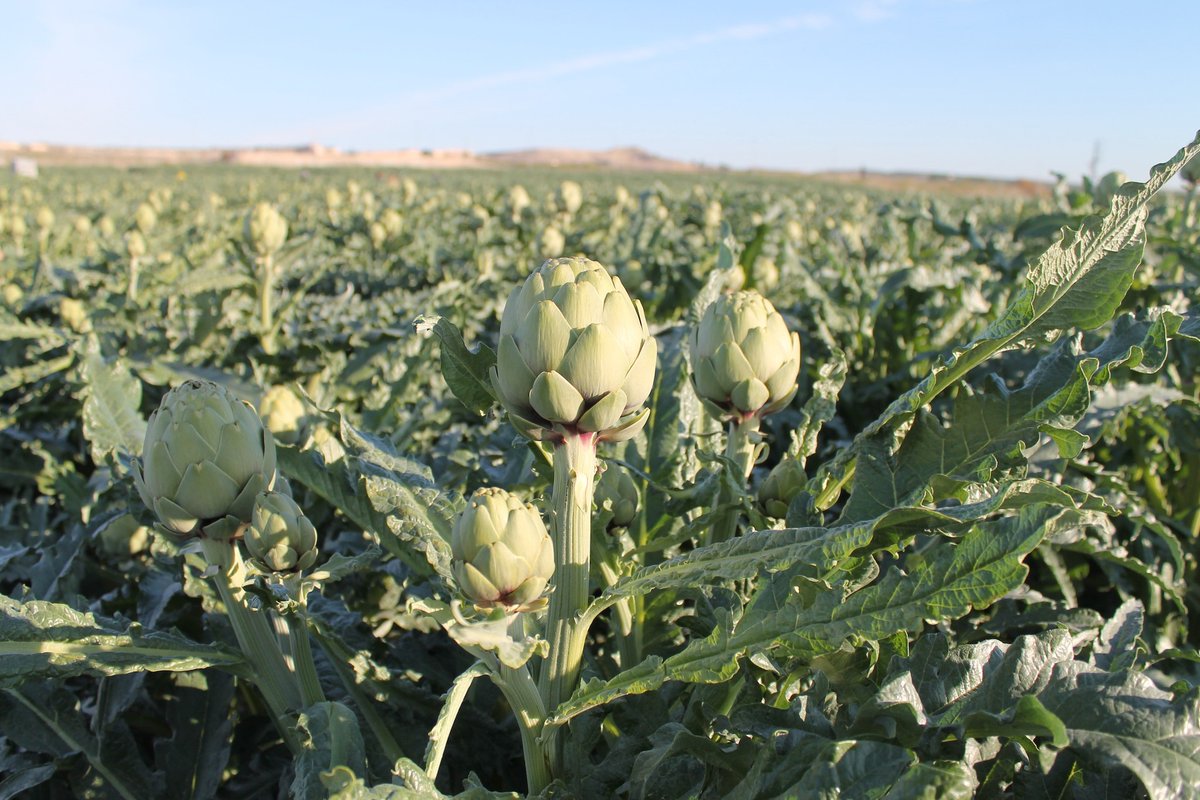 @alcachofa_es tweet media