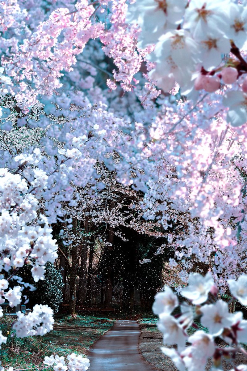 りこஐ:*@rico nanao tweet media