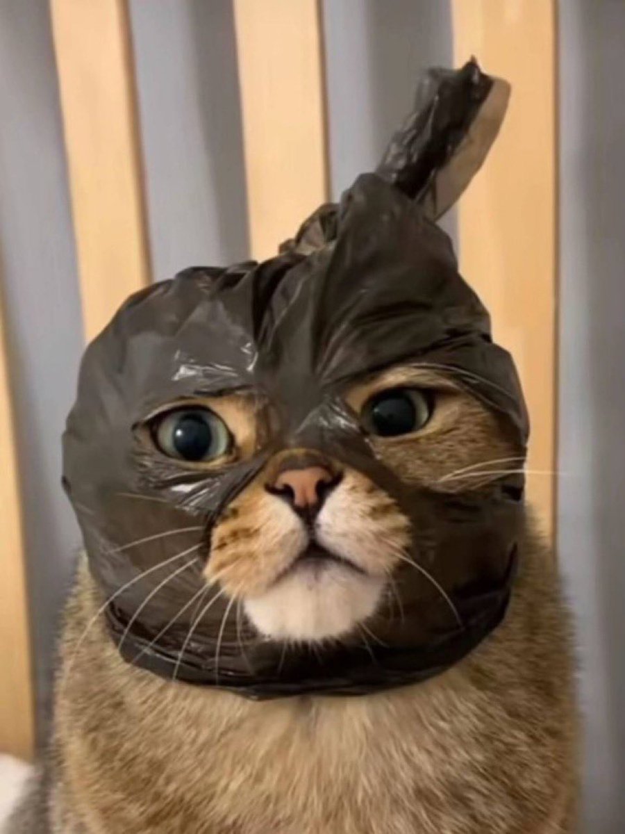 haloMannnn tweet media