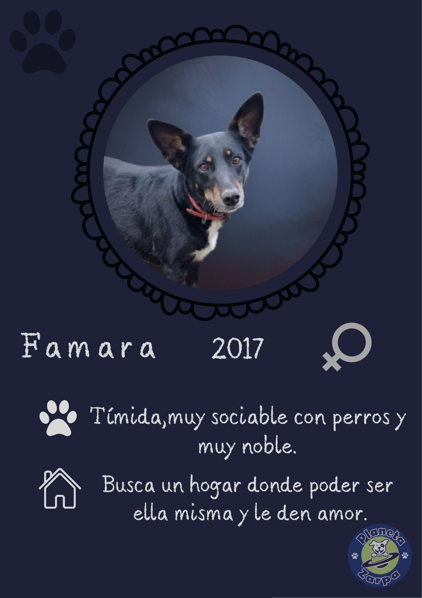 planetazarpa's tweet photo. Feliz día familia 🐾✨
En febrero teníamos una ilusión muy grande: que #Famara encontrara por fin su hogar. Al fin y al cabo es el mes del amor, y pensábamos que ese amor iba a llegar para ella… pero esta vez no ha habido suerte.
Aun así, no perdemos la esperanza. Marzo acaba de empezar y queremos creer que será su mes. Marzo es el mes en el que todo empieza a florecer, en el que la primavera se asoma y las nuevas oportunidades aparecen. Y ojalá entre ellas esté la familia que Famara lleva esperando toda su vida.
Porque sí, toda su vida ha estado esperando ese momento. Ese hogar tranquilo, esas manos que la acaricien, ese lugar al que por fin pueda llamar casa.
Famara es tímida al principio, de esas almas sensibles que necesitan un poquito de tiempo para confiar… pero cuando lo hace, tiene un corazón enorme lleno de cariño listo para regalar.
Solo necesitamos que la persona adecuada la vea. Que alguien entienda que detrás de esa timidez hay una perrita maravillosa esperando su oportunidad.
Ojalá marzo sea el mes en que su historia cambie para siempre.¿Nos ayudáis a que su familia la encuentre? 💛
#UnhogarparaFamara
#AdoptaUnPerroAdulto #Adoptaycambiaunavida
RT 🙏🏼 @julcruzf @Quima23 @Silvia18169 @MartinchoVCF @merce63gr @Nat_GTES @Istabel1 @Pequeoratn1 @Ainhara69 @BlanWhitney @Rohame1 @UnaDeMilManeras @unaiwind @anamerino5026 @litgemburg16011 @KarmeGrau @BlanWhitney59 @lolorubio42 @Rubenzoide @Abesita1 @bustos_jana @JusticeXAnimals @XavierVelasc0 @up_person @Eli13H13 @veganibalecter @Soniabocanegra3 @SilviaMylo @PalomadelrioTVE @Atabales_Tocan @urganda @Goxoki16 @sara_c_r @AnabelAlonso_of @cristinasfc1905 @blauigrana12