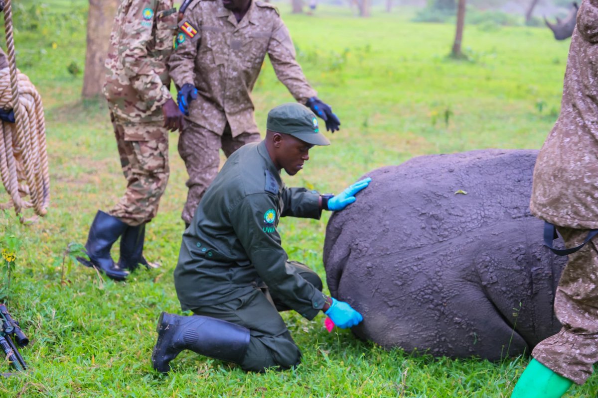 Uganda Wildlife Authority tweet media