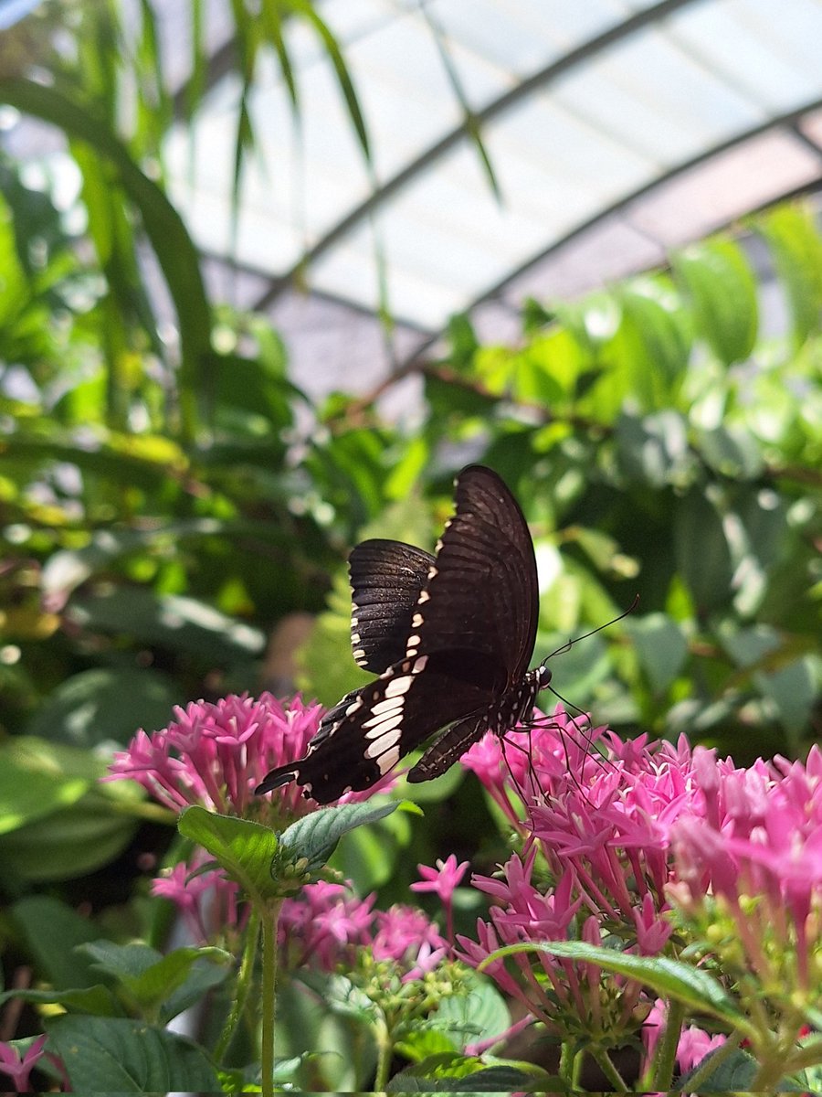 Rhea Liang tweet media