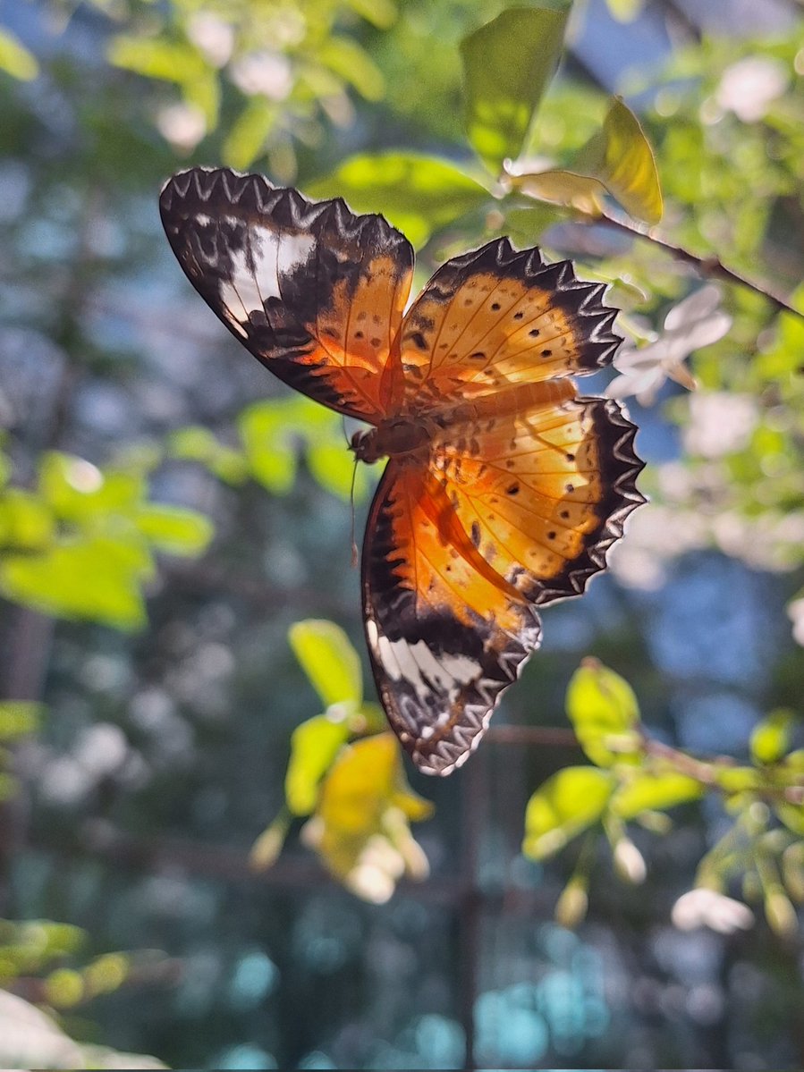 Rhea Liang tweet media